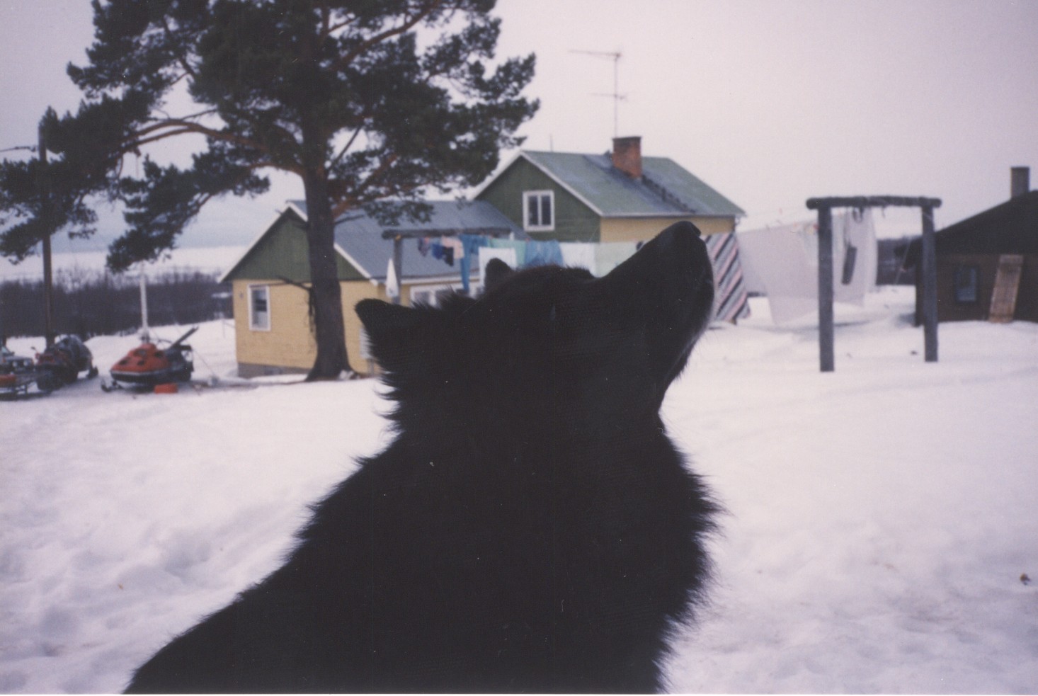 xBenohMannesReindeerHerdDog